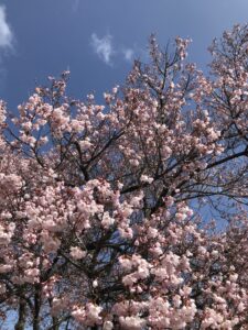 高遠さくらホテルの桜②