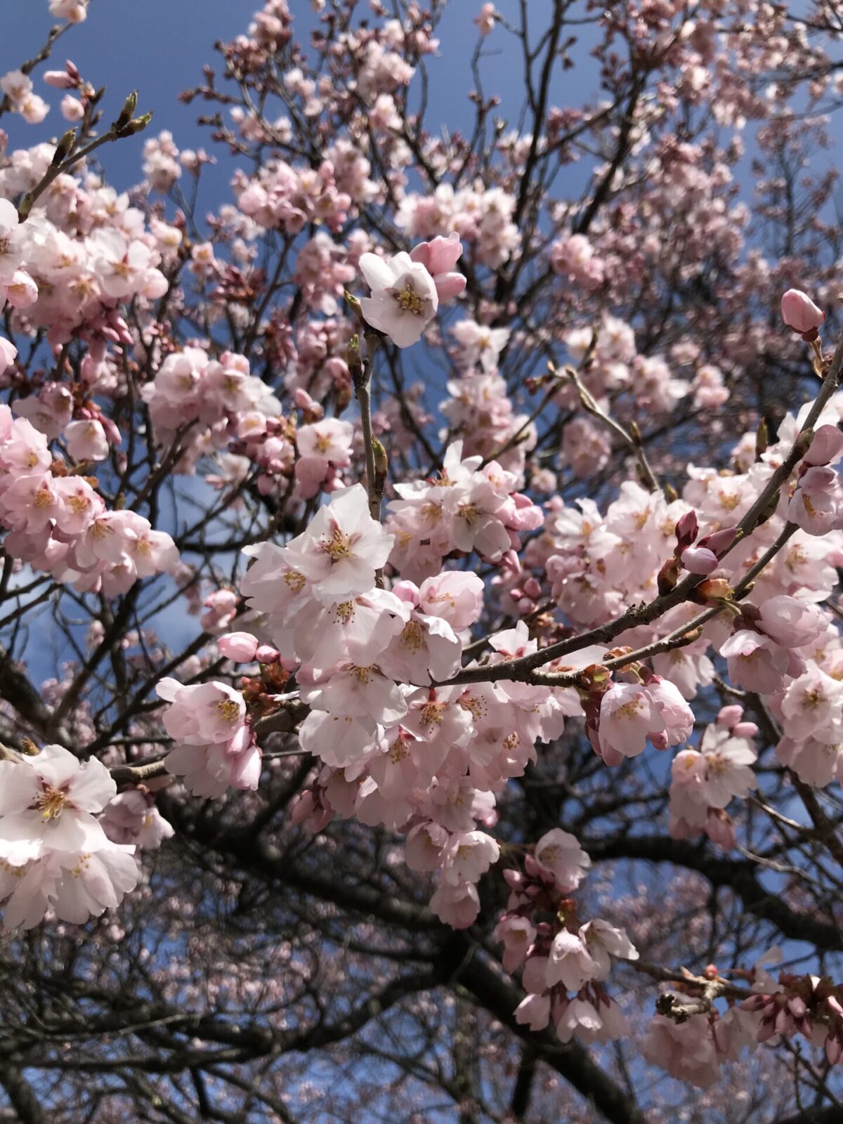 桜開花しました🌸