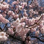 桜開花しました🌸