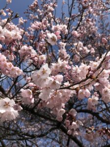 高遠さくらホテルの桜➀