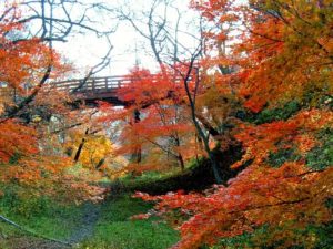 【イベント情報】　高遠の秋🍁「高遠城址　もみじ祭り」スタート！