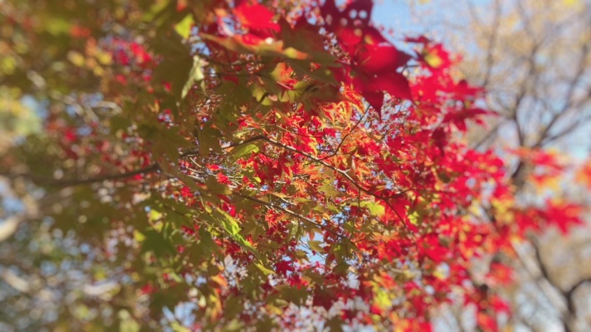 本日の紅葉情報 観光情報 高遠さくらホテル