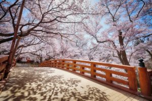 高遠城址 【桜🌸情報】