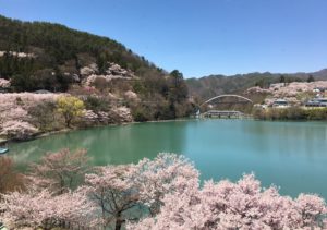 天下第一といわれる「高遠の桜」満開です！