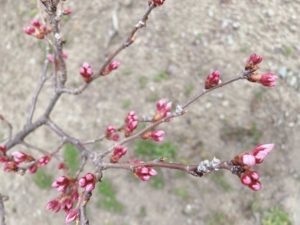 桜🌸開花情報②