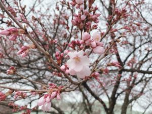 桜🌸開花情報③