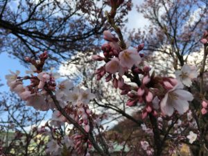 桜🌸開花情報④