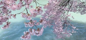 桜🌸開花情報⑥