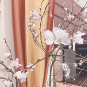 お雛様🎎と桜🌸