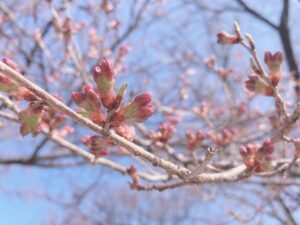【桜開花情報①】当館周辺の桜🌸（3月22日）