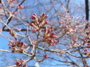 【開花情報②】当館周辺の桜🌸３月24日