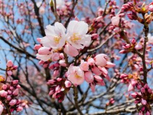 【開花状況③】当館周辺の桜🌸3月27日