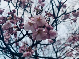【開花状況④】当館周辺の桜🌸3月29日