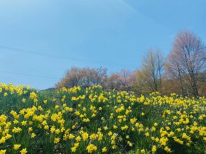 🌷当館周辺の花🌼