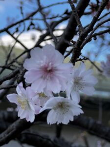 当館の駐車場に季節はずれの桜？！🌸