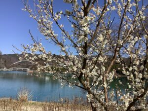 【梅の花が見ごろを迎えました🌺】