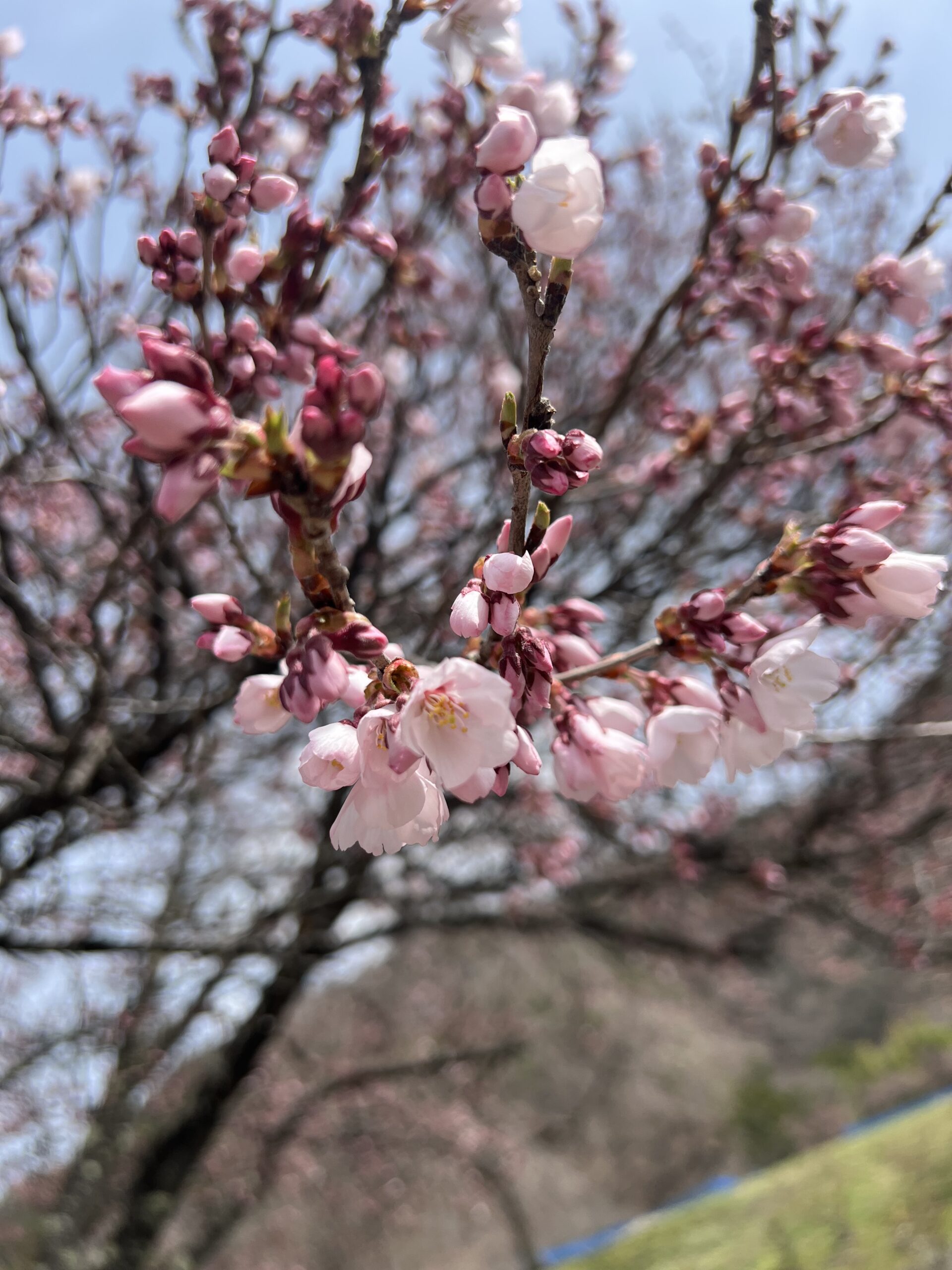 高遠城址公園　開花宣言！さくら祭り始まります！！