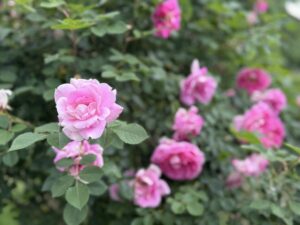 バラが咲き始めました🌹