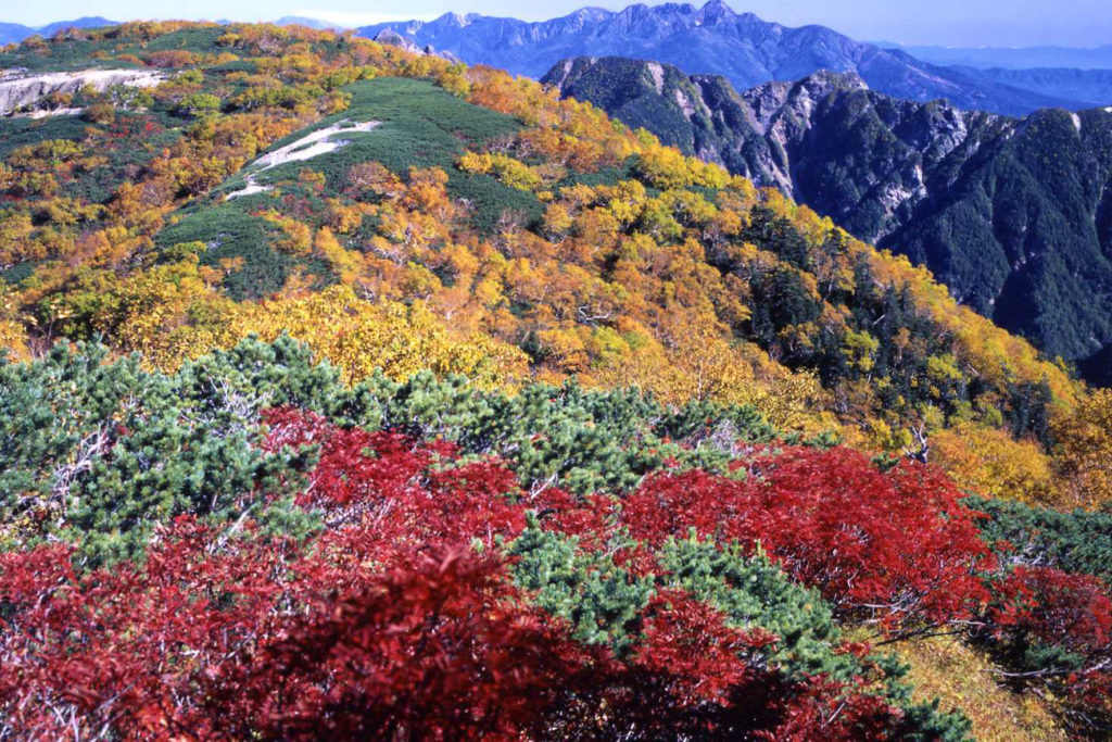 南アルプスの紅葉
