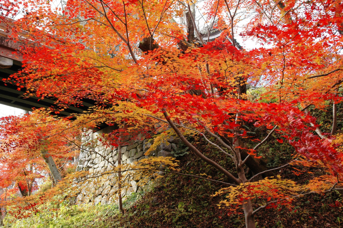 【１１月】休館日のお知らせ🥀