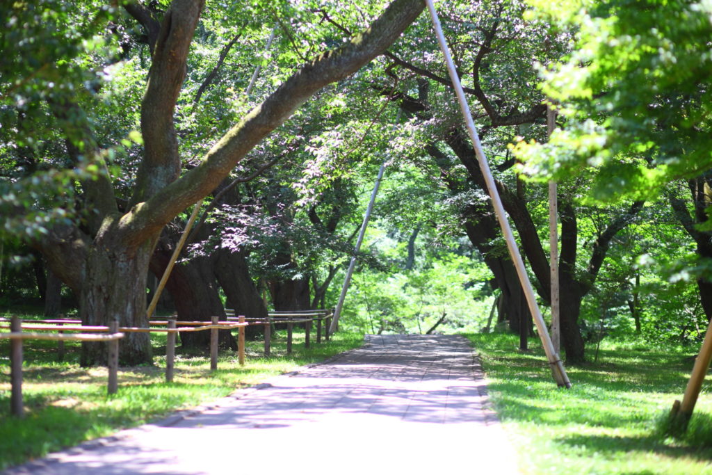 高遠城址公園（夏）