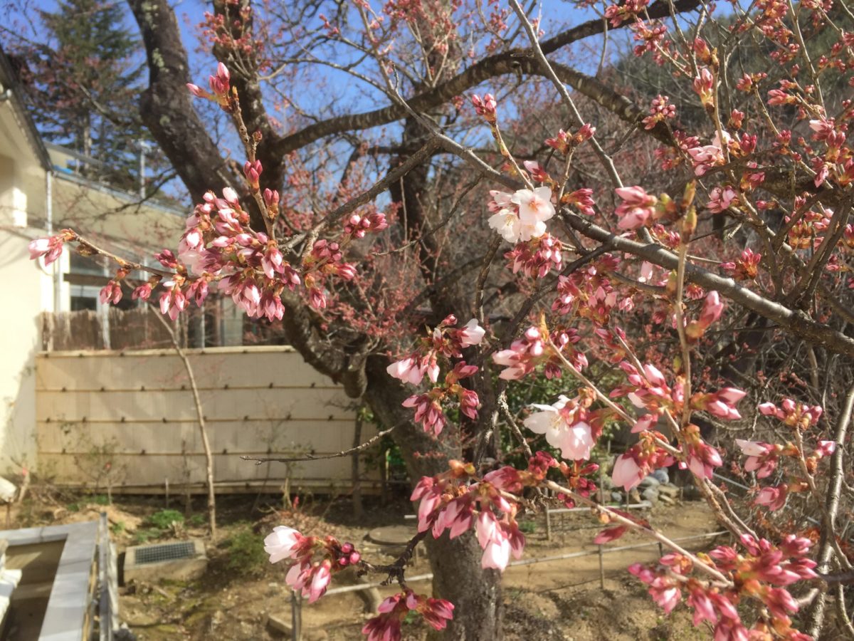 桜が咲き始めました！