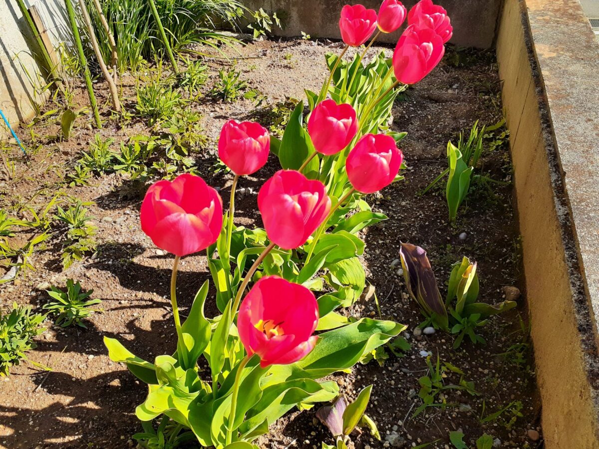 『５月』さくらの湯・休館日のお知らせ🌷