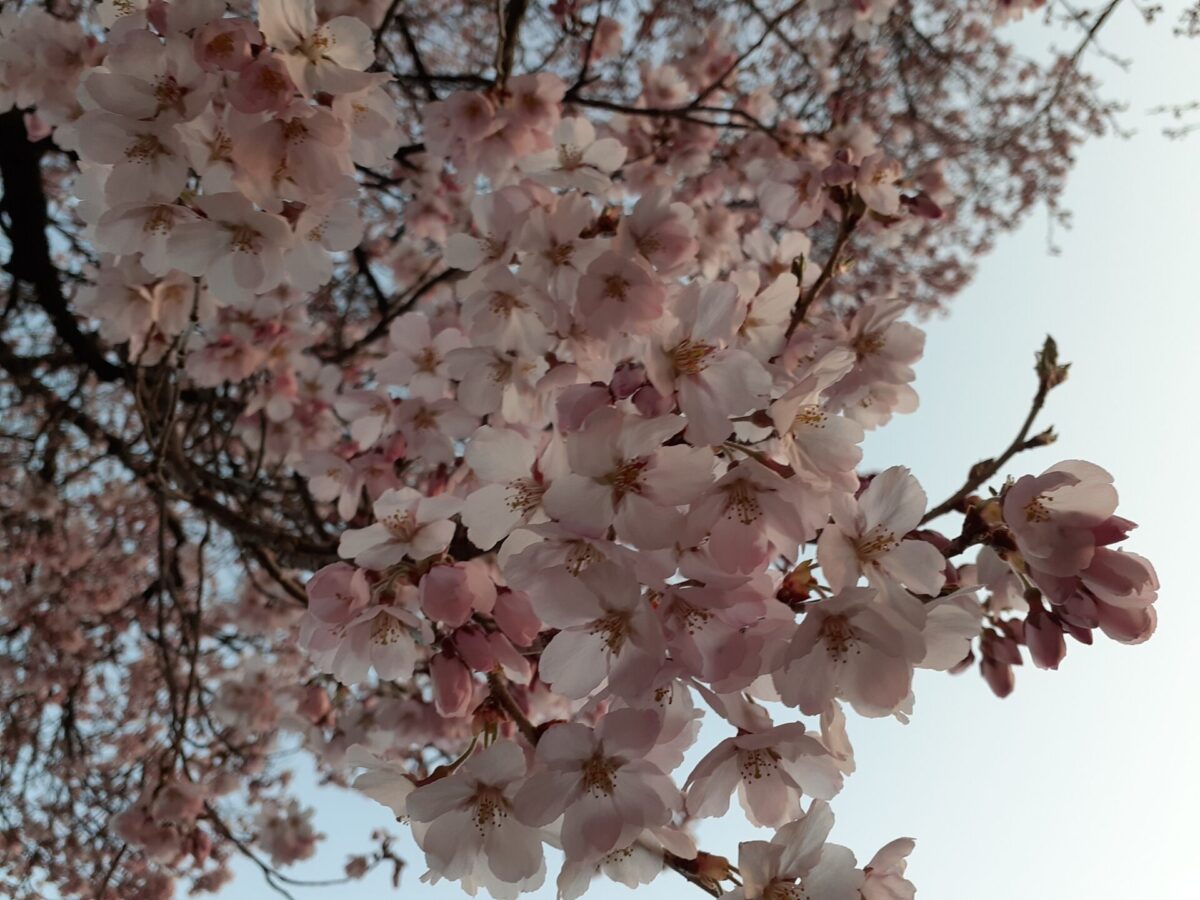 🌸さくらの湯の桜・・。