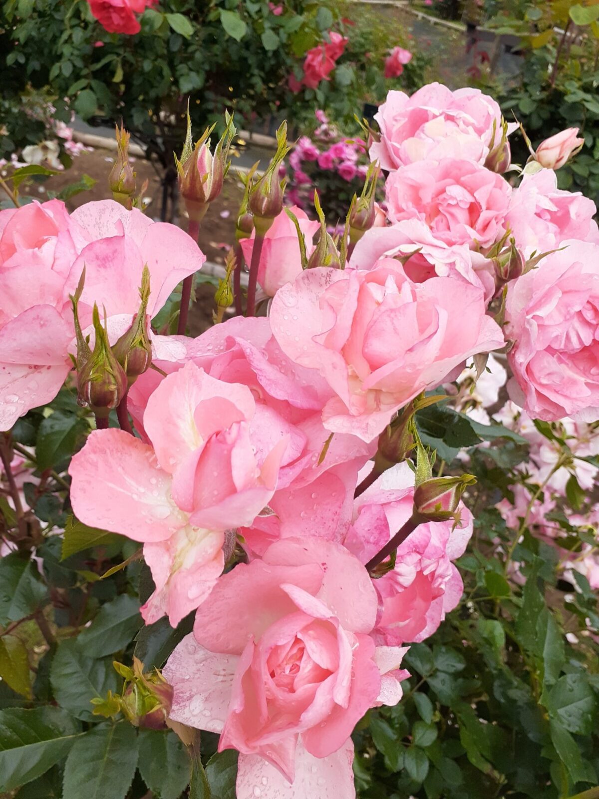 🌹【７月】休館日のお知らせ🌼