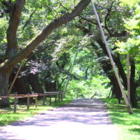 高遠城址公園（夏）