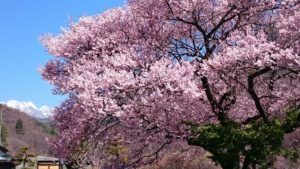 ⛄雪残る鋸岳と満開のさくら🌸