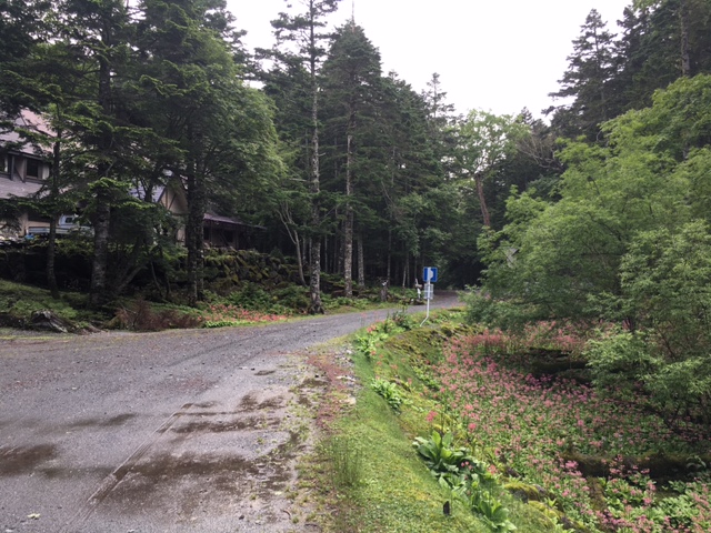 北沢峠　湿地帯には九輪草が咲いています